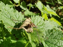 Sympetrum striolatum