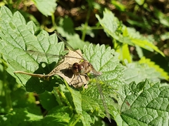 Sympetrum striolatum