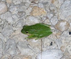 Hyla cinerea