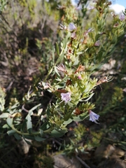 Lobostemon glaucophyllus