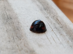 Chilocorus stigma