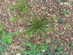 Cyperus