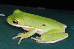 Hyla cinerea