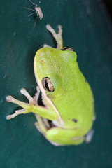 Hyla cinerea