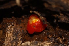 Pluteus aurantiorugosus