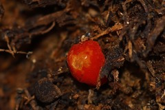 Pluteus aurantiorugosus