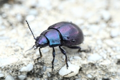 Chrysolina cerealis