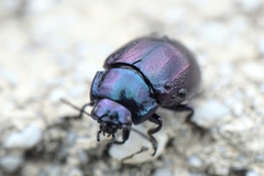 Chrysolina cerealis