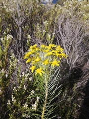 Euryops tenuissimus