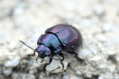 Chrysolina cerealis