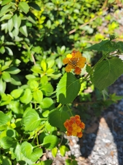 Lantana × strigocamara