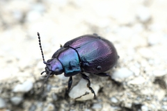 Chrysolina cerealis