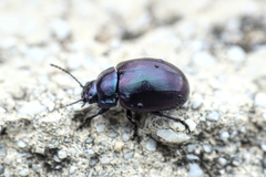 Chrysolina cerealis