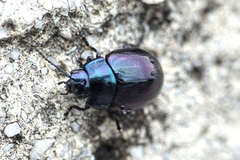 Chrysolina cerealis