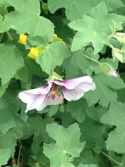 Malva subovata