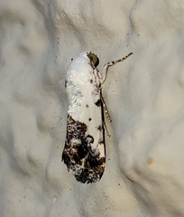 Ponometia phecolisca