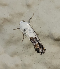 Ponometia phecolisca