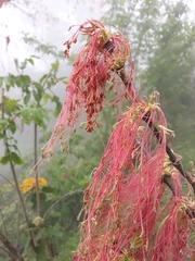 Acer negundo mexicanum