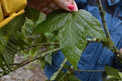 Acer negundo mexicanum