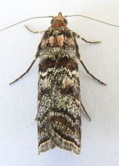 Dioryctria pentictonella