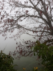 Acer negundo mexicanum