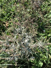 Angiospermae