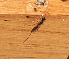Ichneumonidae
