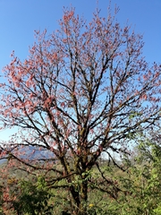 Acer negundo mexicanum