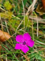 Dianthus deltoides deltoides