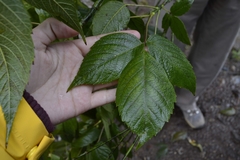 Acer negundo mexicanum