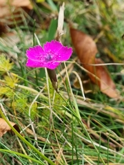 Dianthus deltoides deltoides