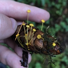 Mycena oregonensis