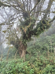 Acer negundo mexicanum