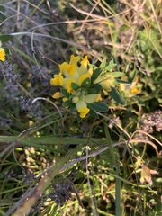 Anthyllis vulneraria carpatica