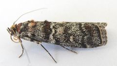 Dioryctria pentictonella