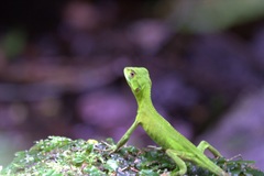 Enyalius iheringii
