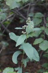 Spiraea × pyramidata