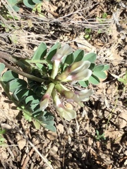 Astragalus cibarius