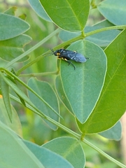 Adurgoa gonagra