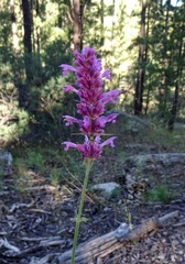 Agastache pallidiflora