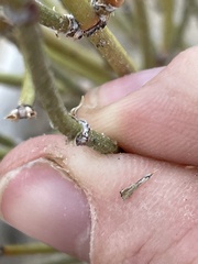 Ephedra cutleri