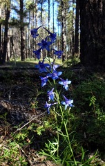 Delphinium scopulorum