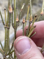 Ephedra cutleri