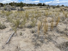 Ephedra cutleri