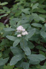 Spiraea × pyramidata