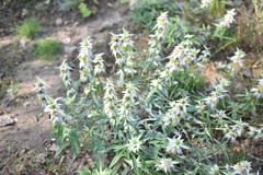 Monarda punctata
