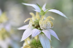 Monarda punctata