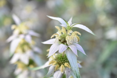 Monarda punctata