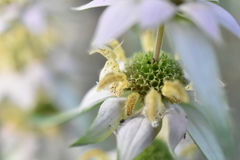 Monarda punctata