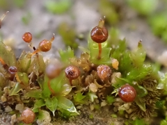 Physcomitrium sphaericum